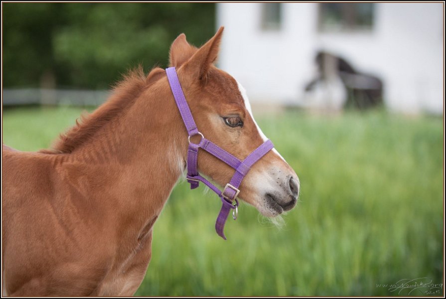 Asbach Fohlenshow 2014 036
